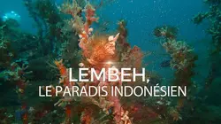 Lembeh, le paradis indonésien