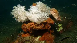Lembeh, le paradis indonésien