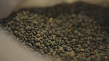 Lentilles, retour vers l'aliment du futur