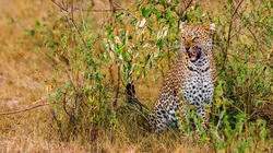 Léoparde : la reine du Serengeti Mort subite