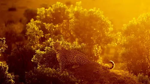 Léoparde : la reine du Serengeti