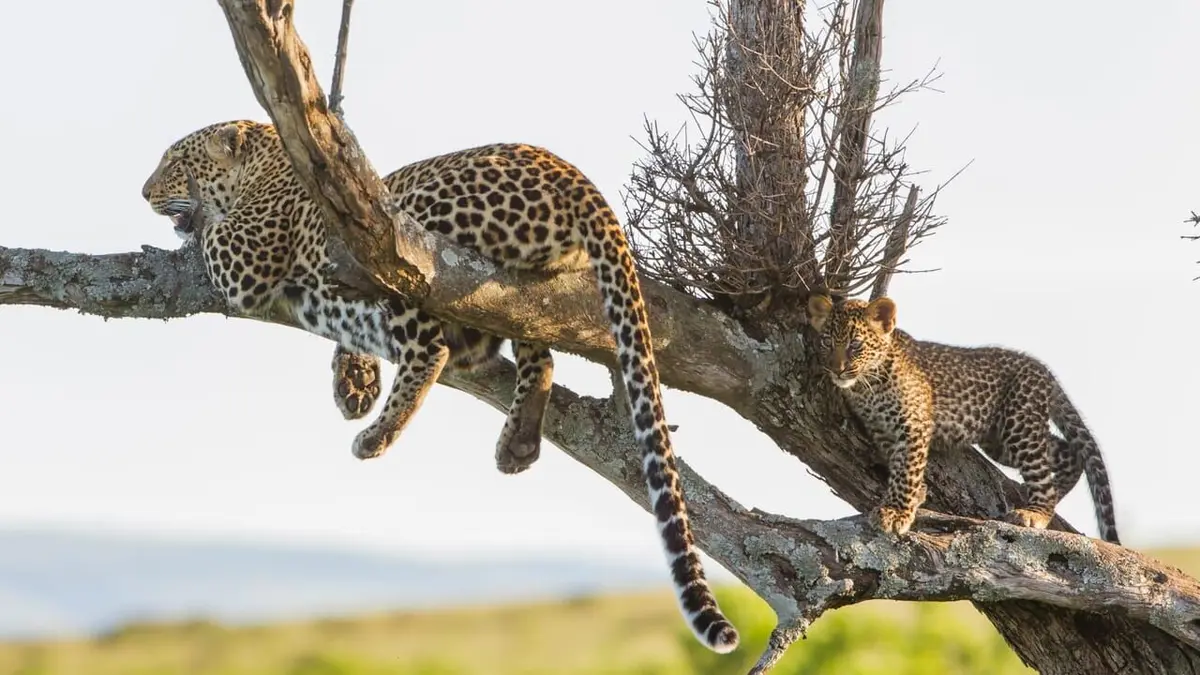 Visuel de Léoparde : la reine du Serengeti L'ombre de la chasseresse