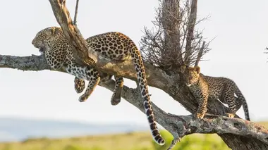 Léoparde : la reine du Serengeti L'ombre de la chasseresse