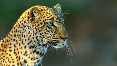 Léoparde : la reine du Serengeti Mort subite