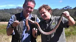 Les 10 serpents les plus dangereux D'Australie