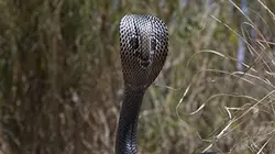 Les 10 serpents les plus dangereux Inde