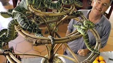 Les 10 serpents les plus dangereux Malaisie