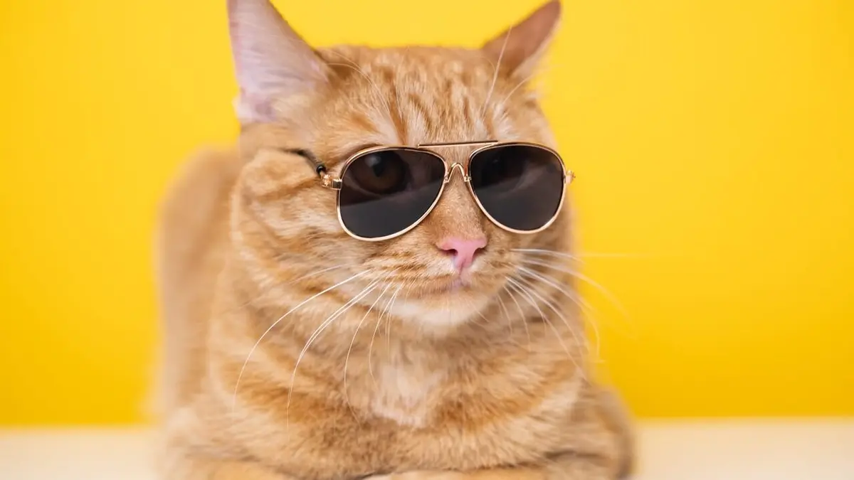Les 100 vidéos qui ont fait rire le monde entier Spéciale les animaux pètent les plombs