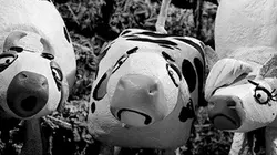 Visuel de Les 18 fugitives