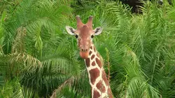 Les 20 chefs-d'oeuvre de la nature