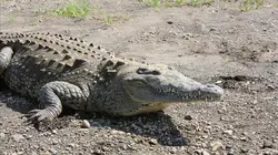 Les 20 chefs-d'oeuvre de la nature