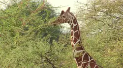 Les 20 chefs-d'oeuvre de la nature