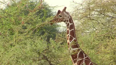 Parc national de Yellowstone (Etats-Unis)