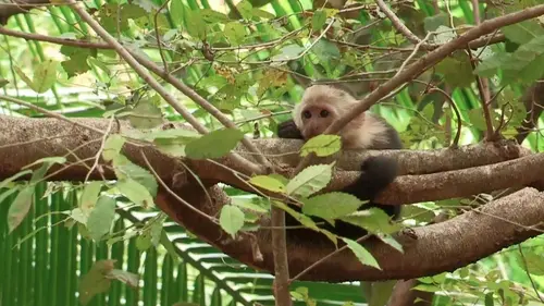 Les 20 chefs d'oeuvre de la nature E12 Parc national de Gunung Leuser (Indonésie)