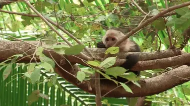 Les 20 chefs d'oeuvre de la nature E03 Parc national Palo Verde (Costa Rica)