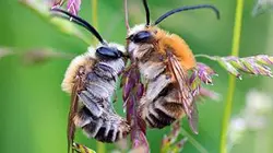 Les abeilles sauvages