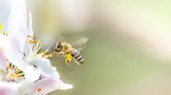 Les abeilles, sentinelles de la planète