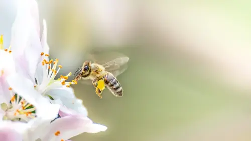 Les abeilles, sentinelles de la planète