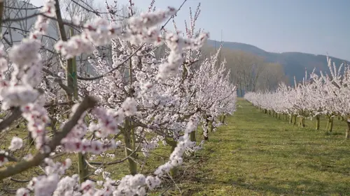 Les abricots de la Wachau en Autriche