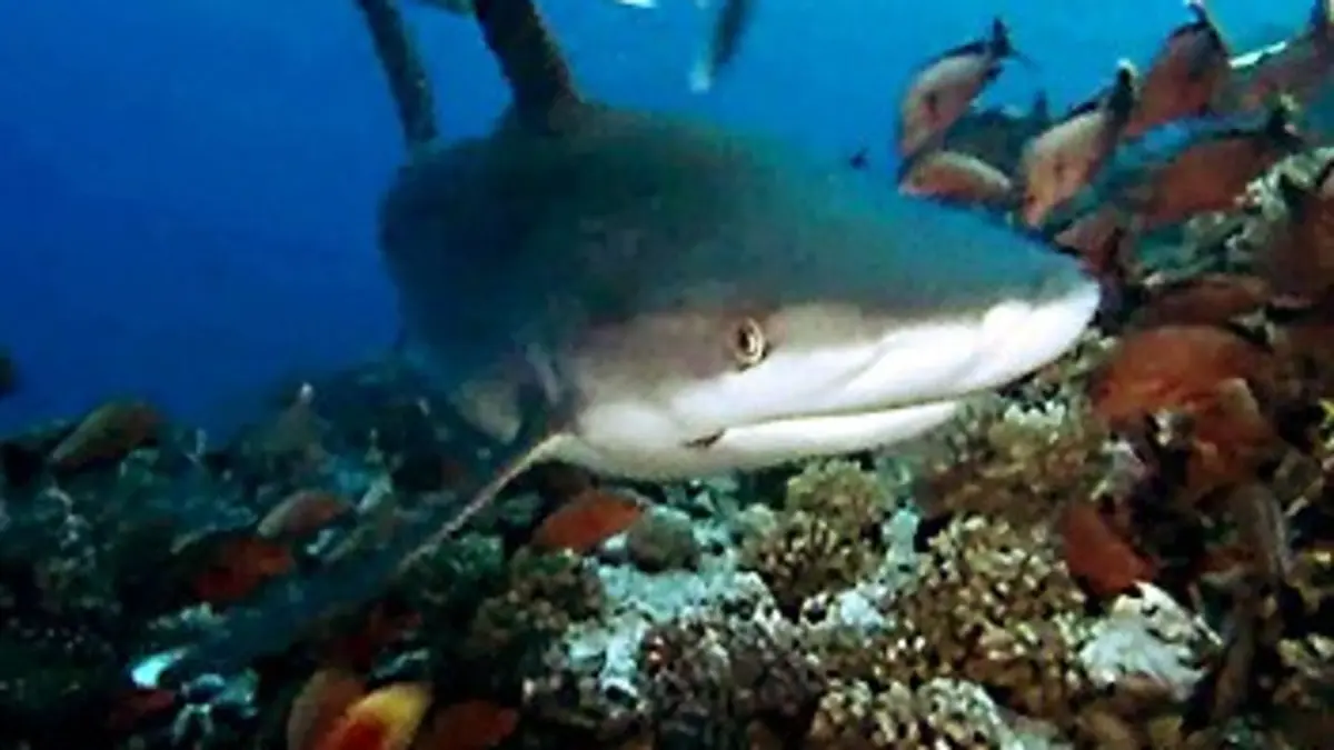 Les ailerons du lagon