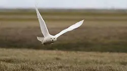 Visuel de Les ailes blanches de l'Arctique