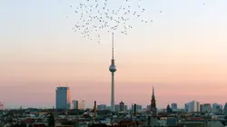 Les ailes de Berlin : Quand passent les étourneaux