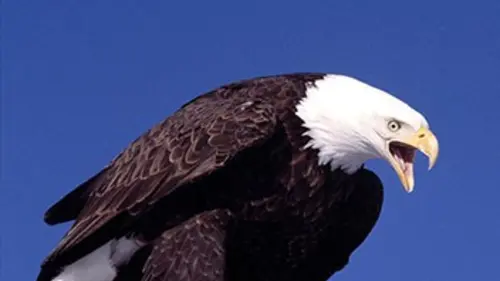Les ailes de la liberté