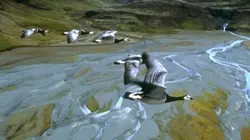 Visuel de Les ailes de la nature
