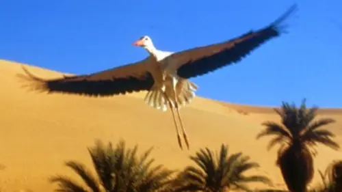 Les ailes de la nature E01 Le printemps et l'été