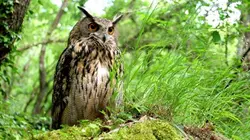 Visuel de Les ailes de la nuit