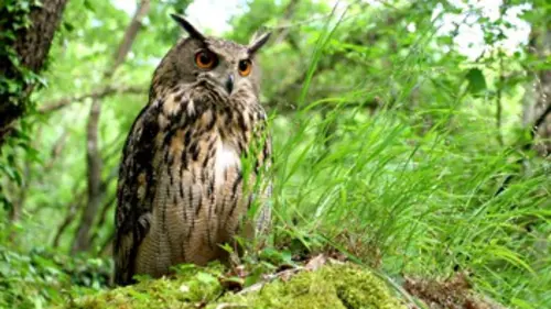 Les ailes de la nuit