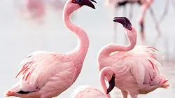 Visuel de Les ailes pourpres : le mystère des flamants