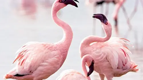 Les ailes pourpres : le mystère des flamants en streaming