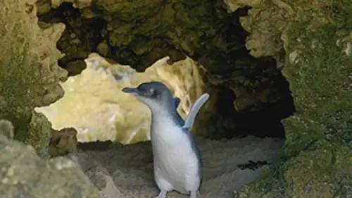 Les ailes sauvages d'Australie E01 Le manchot pygmée