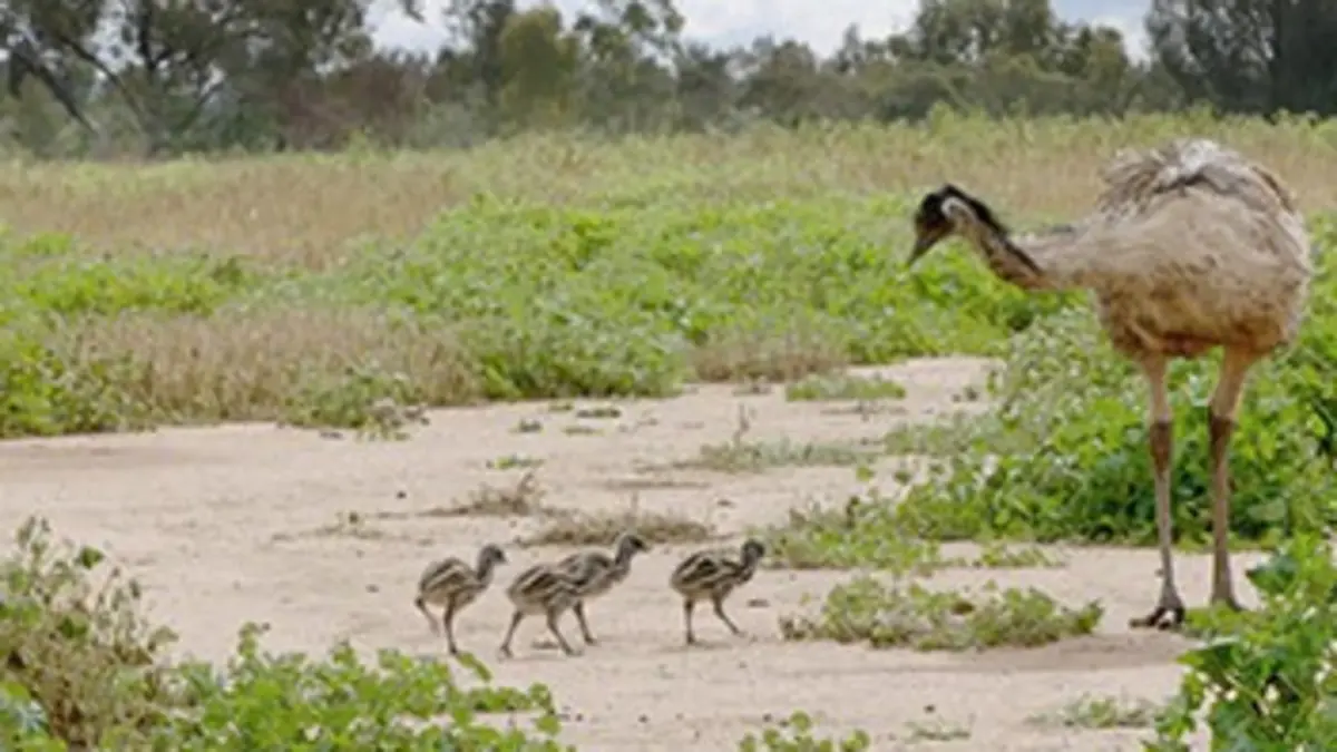 Les ailes sauvages d'Australie E02 L'émeu
