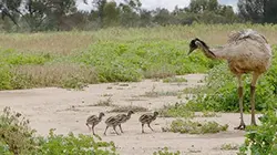 Visuel de Les ailes sauvages d'Australie