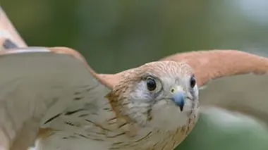 Les prédateurs du ciel