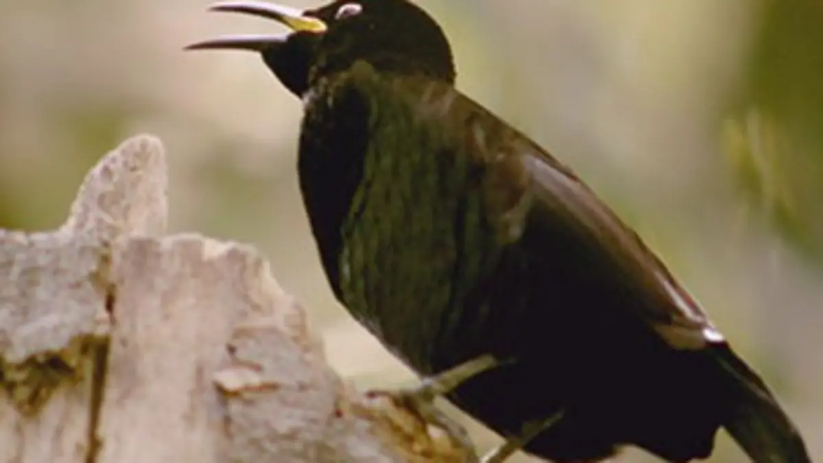 Les ailes sauvages d'Australie
