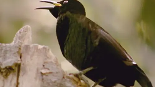 Épisodes de Les ailes sauvages d'Australie