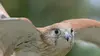 Les ailes sauvages d'Australie E03 Les prédateurs du ciel (2016)