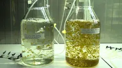 Les algues : Des pouvoirs insoupçonnés