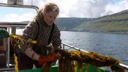 Les algues : Des pouvoirs insoupçonnés