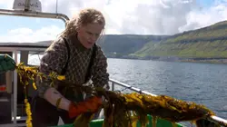 Les algues : Des pouvoirs insoupçonnés