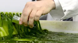 Les algues : Des pouvoirs insoupçonnés