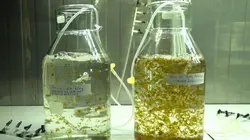 Les algues : Des pouvoirs insoupçonnés