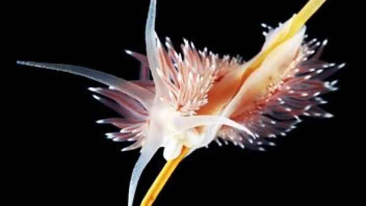 Les aliens de la mer Blanche