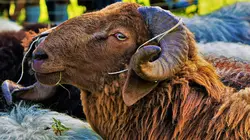 Les Alpes bavaroises : Entre lacs et collines