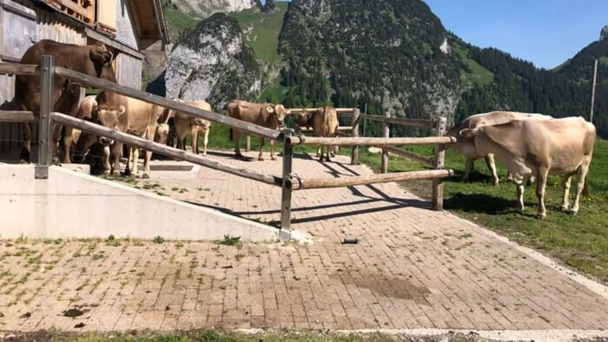 Les Alpes Suisses : Entre traditions et superstitions Montée à l'alpage, cloches de la transhumance et peinture paysanne