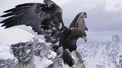 Visuel de Les Alpes, terres sauvages au coeur de l'Europe