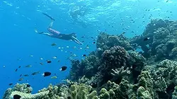 Visuel de Les amoureux du lagon